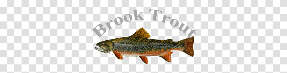 Brook Trout, Fish, Animal, Cod Transparent Png