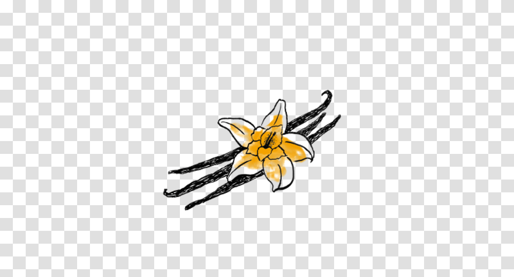Brooklyn Mate, Insect, Invertebrate, Animal Transparent Png
