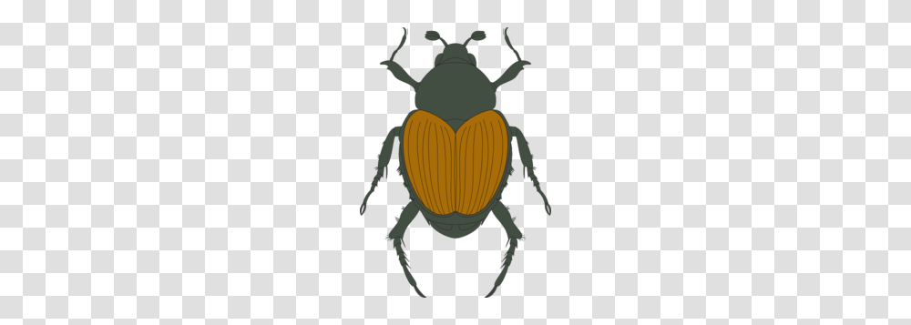 Brow Images Icon Cliparts, Invertebrate, Animal, Insect, Dung Beetle Transparent Png