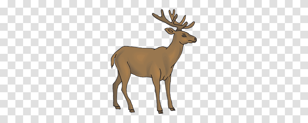 Brown Nature, Wildlife, Animal, Antelope Transparent Png