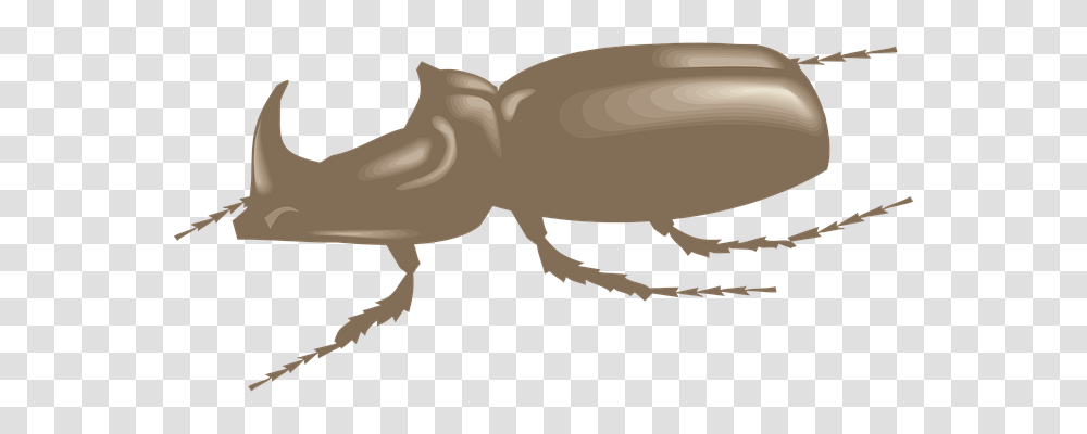 Brown Animals, Invertebrate, Insect, Wildlife Transparent Png