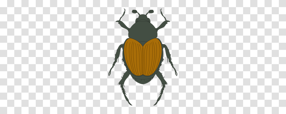 Brown Animals, Dung Beetle, Insect, Invertebrate Transparent Png