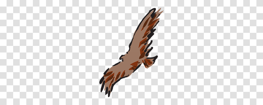 Brown Animals, Flying, Bird, Vulture Transparent Png