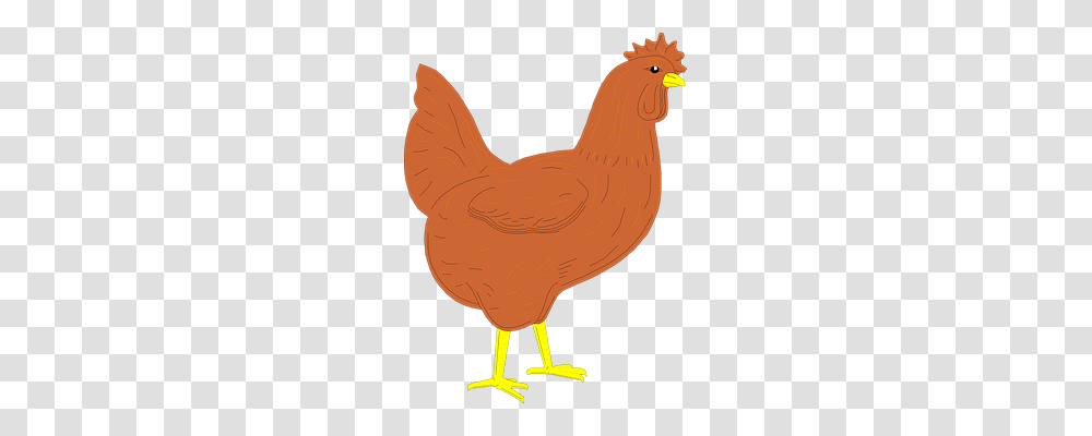 Brown Animals, Hen, Chicken, Poultry Transparent Png