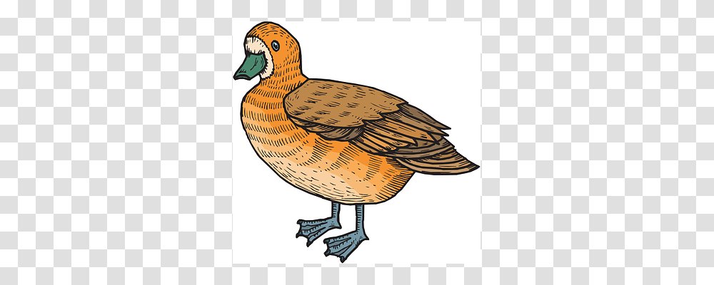 Brown Bird, Animal, Partridge, Duck Transparent Png