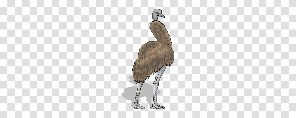 Brown Animals, Bird, Emu, Dodo Transparent Png