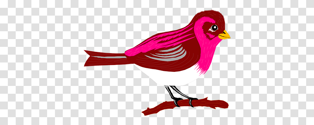 Brown Animals, Finch, Bird, Cardinal Transparent Png