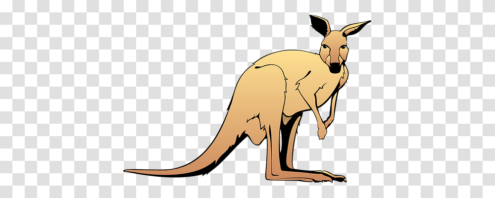 Brown Animals, Kangaroo, Mammal, Wallaby Transparent Png