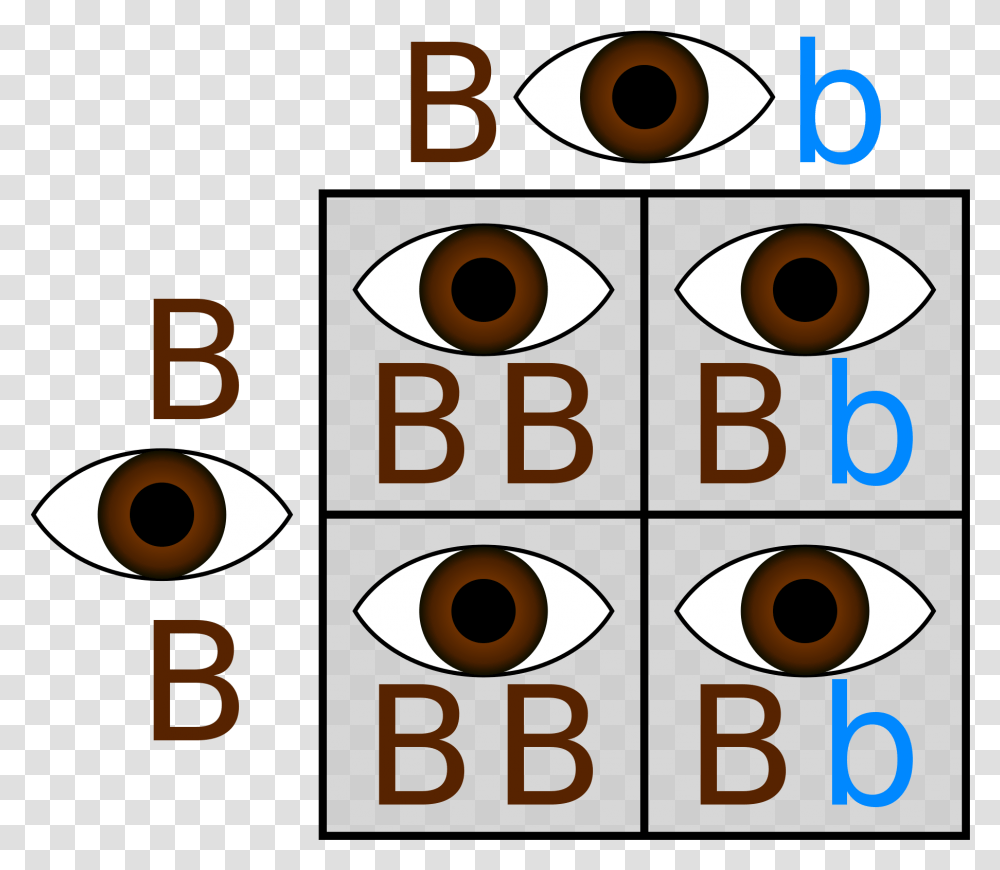 Brown And Blue Eyes Punnett Square, Number, Alphabet Transparent Png