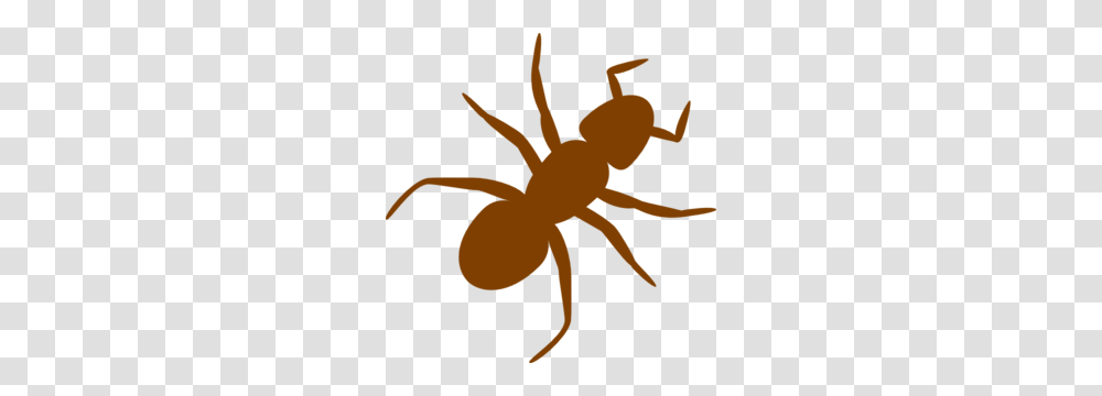 Brown Ant Clip Art, Invertebrate, Animal, Insect, Spider Transparent Png