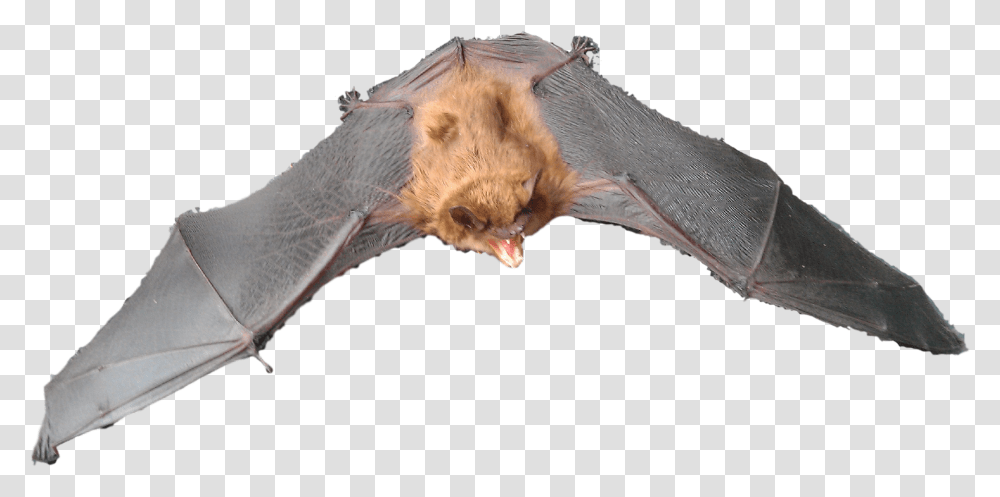 Brown Bat, Wildlife, Animal, Mammal, Bird Transparent Png