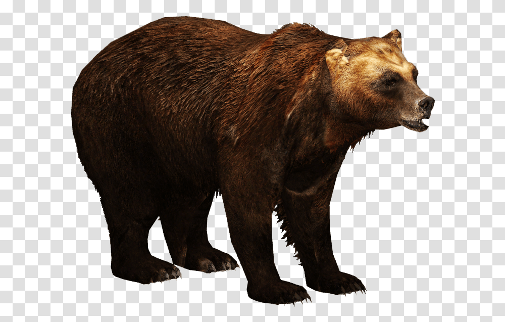 Brown Bear 1 Image Brown Bears, Wildlife, Mammal, Animal, Horse Transparent Png