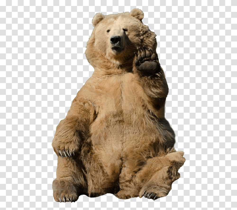 Brown Bear Background Grizzly Bear, Wildlife, Mammal, Animal, Lion Transparent Png