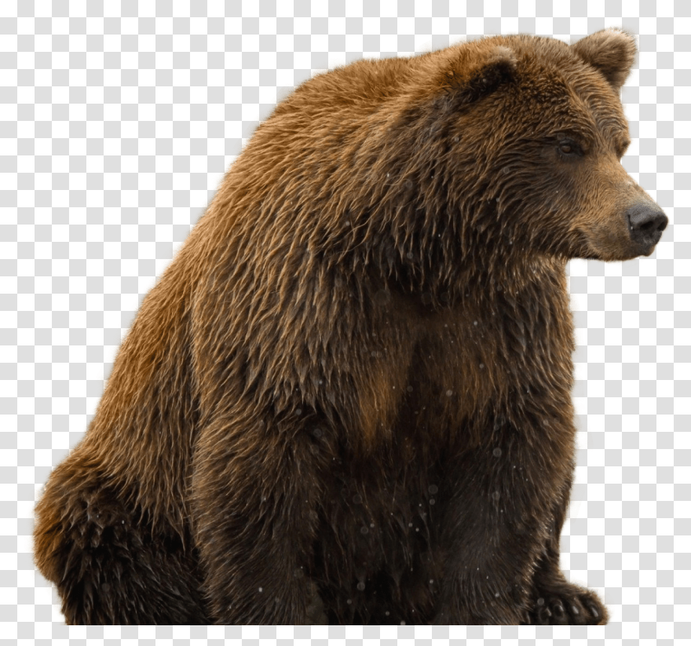 Brown Bear Background, Wildlife, Mammal, Animal Transparent Png
