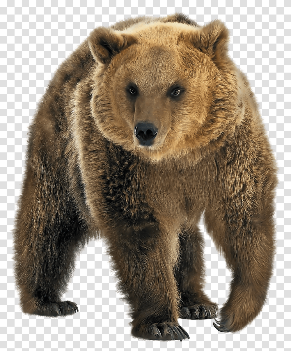 Brown Bear Bear, Wildlife, Mammal, Animal Transparent Png