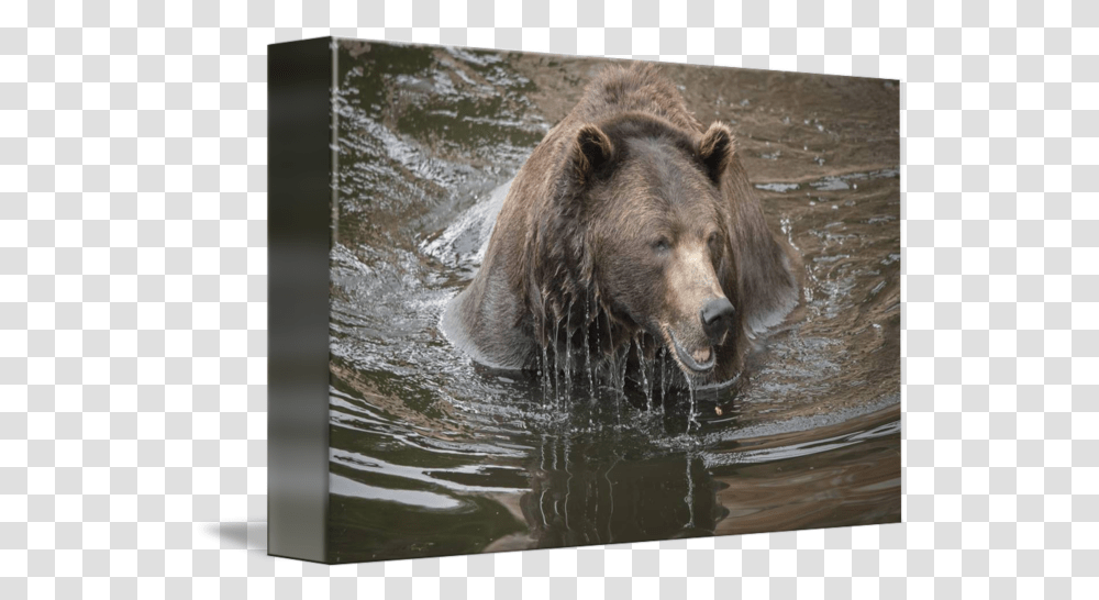 Brown Bear Dripping Water Grizzly Bear, Wildlife, Mammal, Animal, Zoo Transparent Png