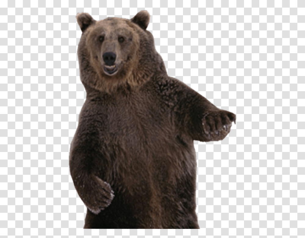 Brown Bear Image Grizzly Bear Standing, Wildlife, Mammal, Animal Transparent Png