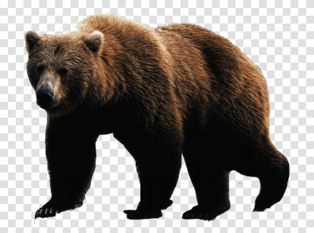 Brown Bear Image, Wildlife, Mammal, Animal Transparent Png