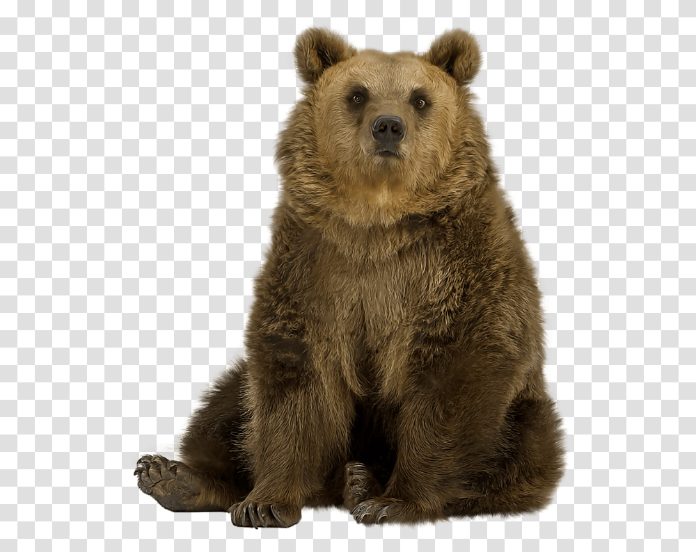 Brown Bear Pic Grizzly Bear Sitting, Wildlife, Mammal, Animal Transparent Png