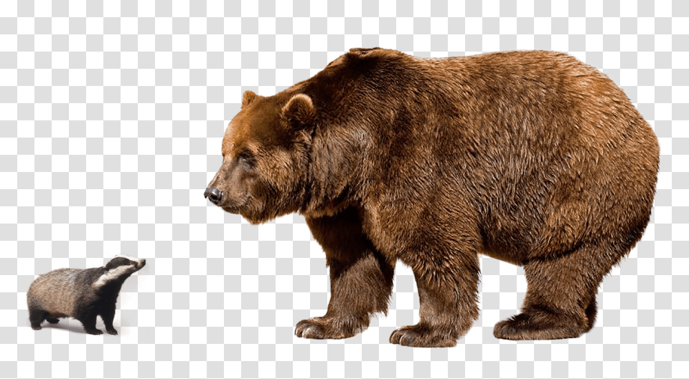 Brown Bear, Wildlife, Mammal, Animal, Dog Transparent Png