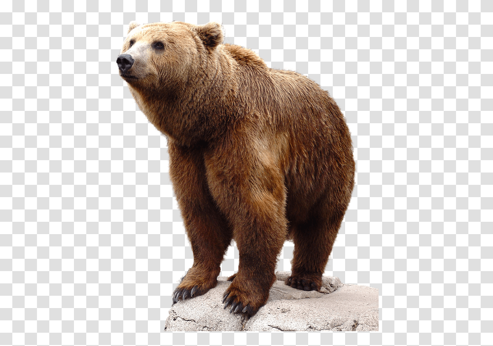 Brown Bear, Wildlife, Mammal, Animal Transparent Png