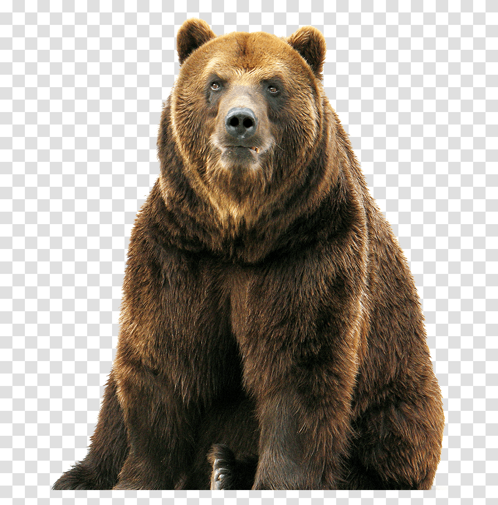 Brown Bear, Wildlife, Mammal, Animal Transparent Png