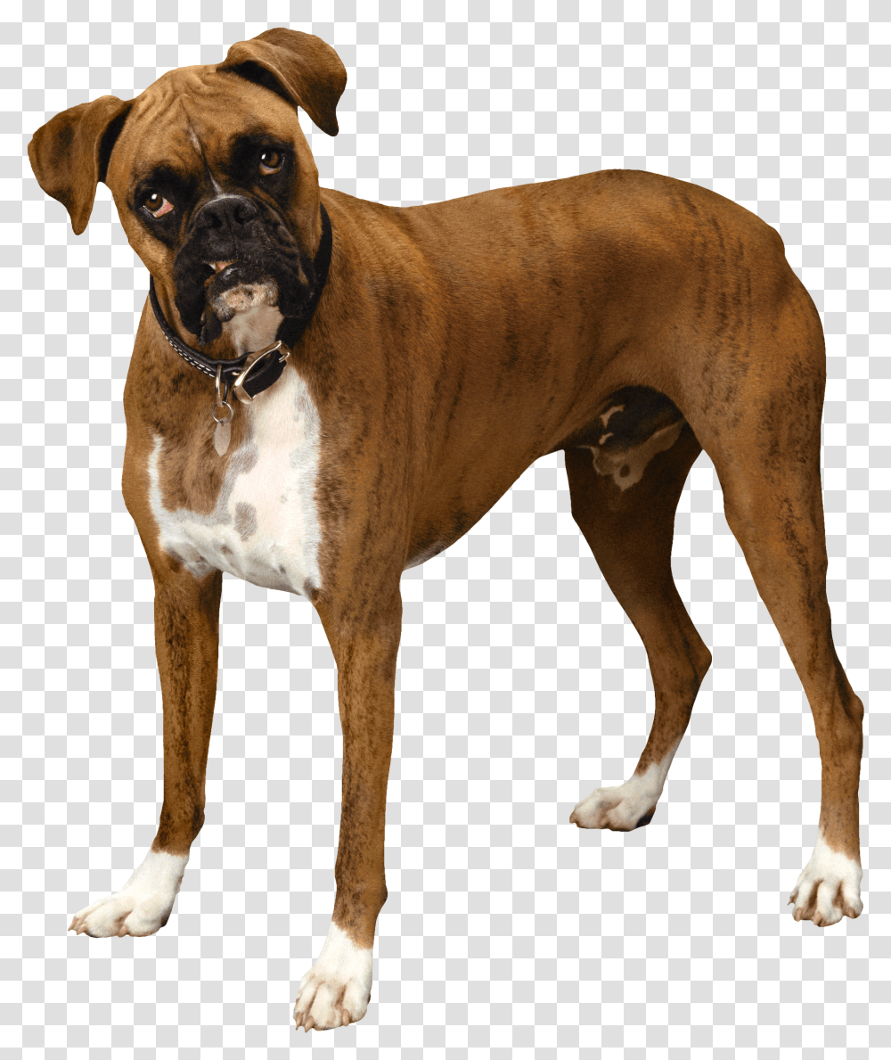 Brown Bulldog Clipart Background Boxer Dog, Pet, Canine, Animal, Mammal Transparent Png