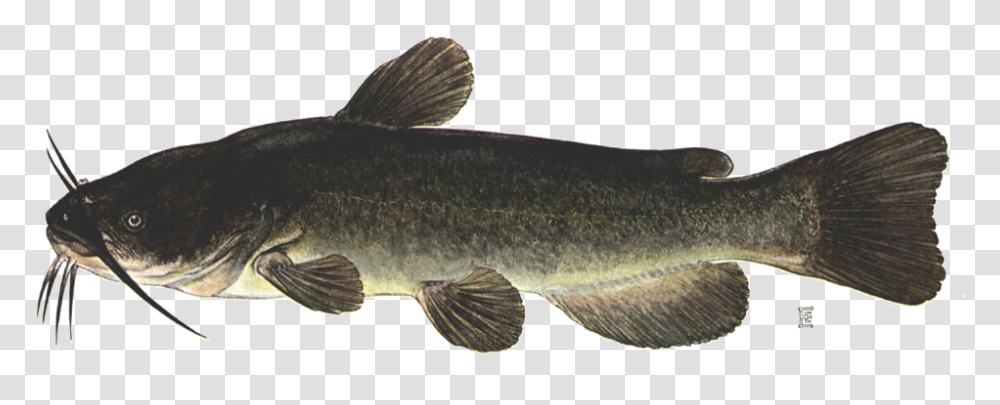 Brown Bullhead Catfish, Animal, Carp, Sea Life Transparent Png