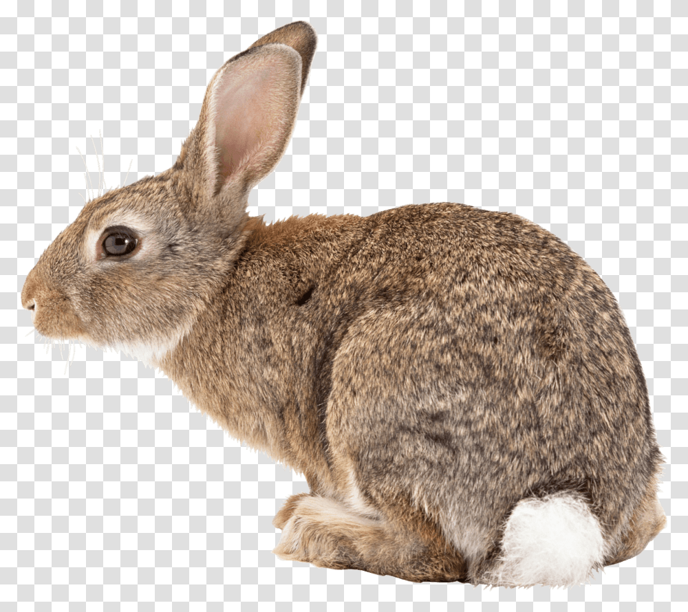 Brown Bunny With White Tail, Rodent, Mammal, Animal, Hare Transparent Png
