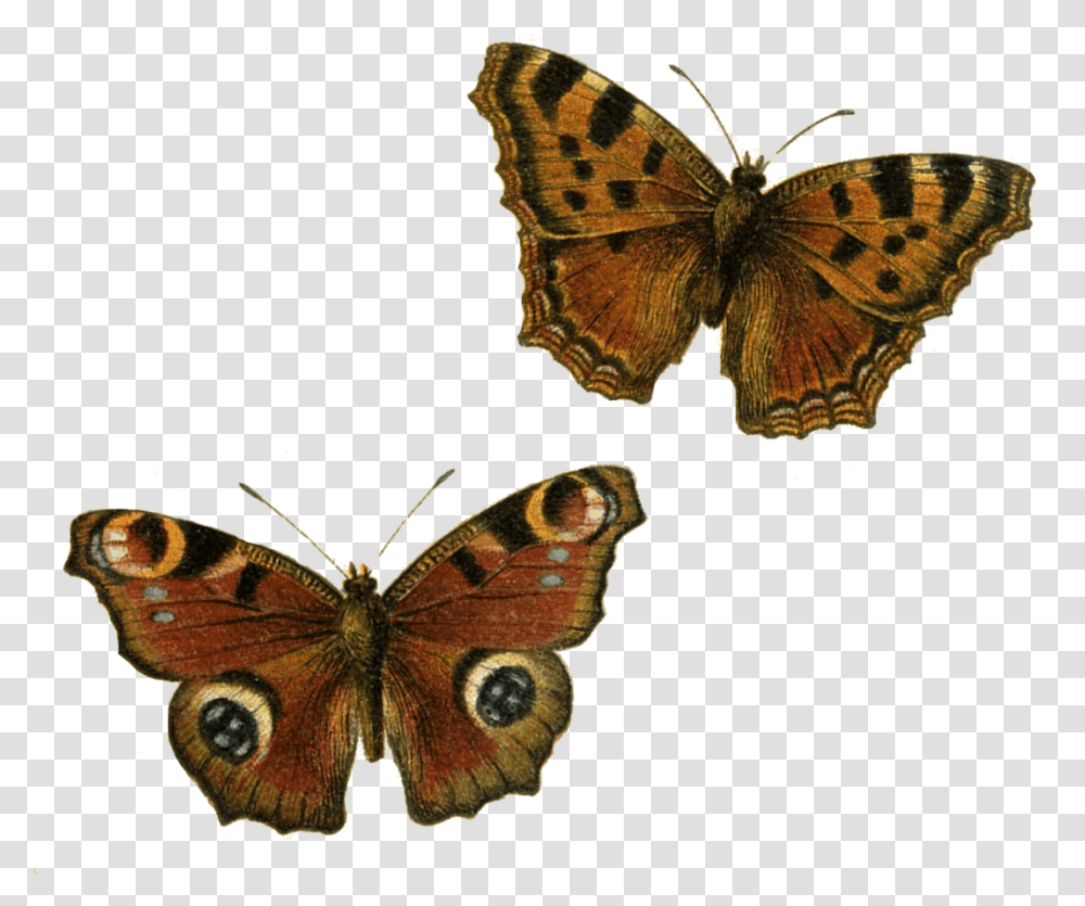 Brown Butterflies Clip Arts Background Butterfly Clipart, Insect, Invertebrate, Animal, Moth Transparent Png