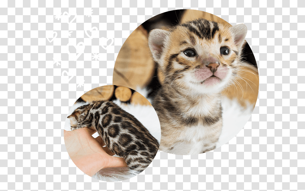 Brown Cats For Sale Wild Sweet Bengals Kitten, Pet, Mammal, Animal, Manx Transparent Png