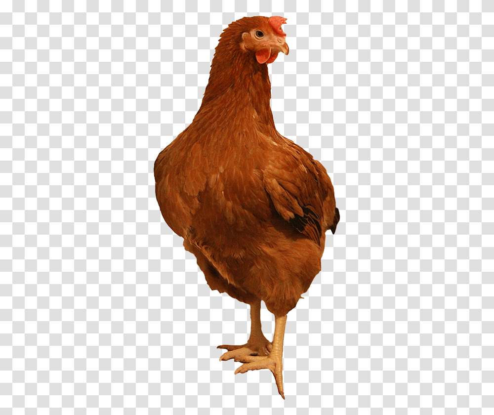 Brown Chicken Image Background Chicken, Poultry, Fowl, Bird, Animal Transparent Png