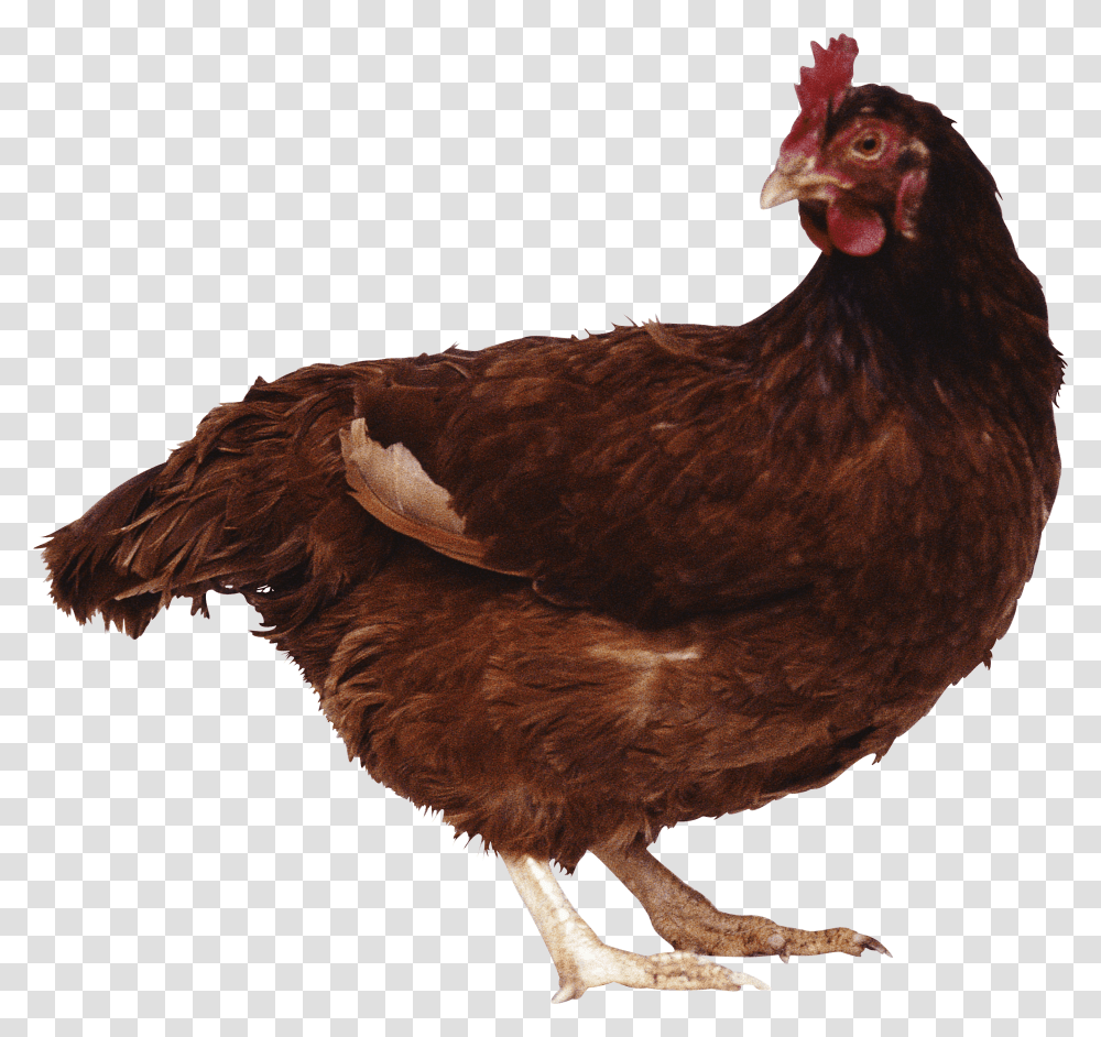 Brown Chicken Image Brown Chicken, Poultry, Fowl, Bird, Animal Transparent Png