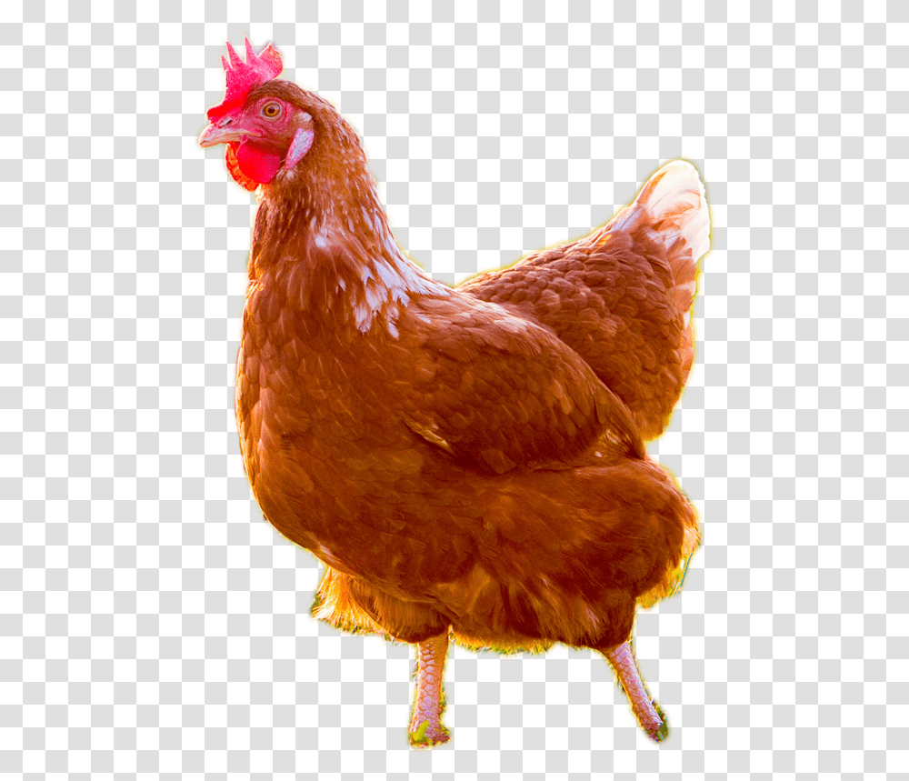 Brown Chicken Images Background Chicken Clipart, Poultry, Fowl, Bird, Animal Transparent Png