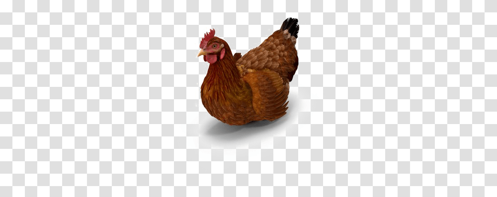 Brown Chicken Photo Rooster, Poultry, Fowl, Bird, Animal Transparent Png