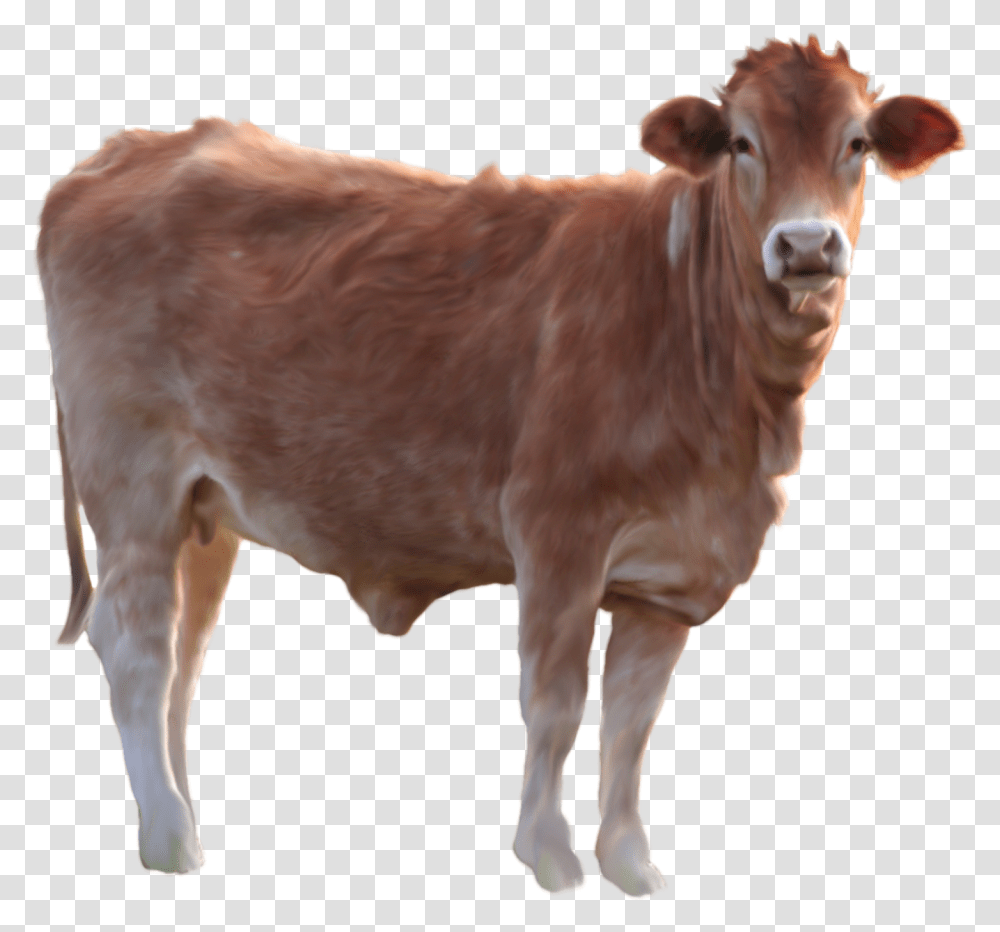 Brown Cow Background, Cattle, Mammal, Animal, Dairy Cow Transparent Png