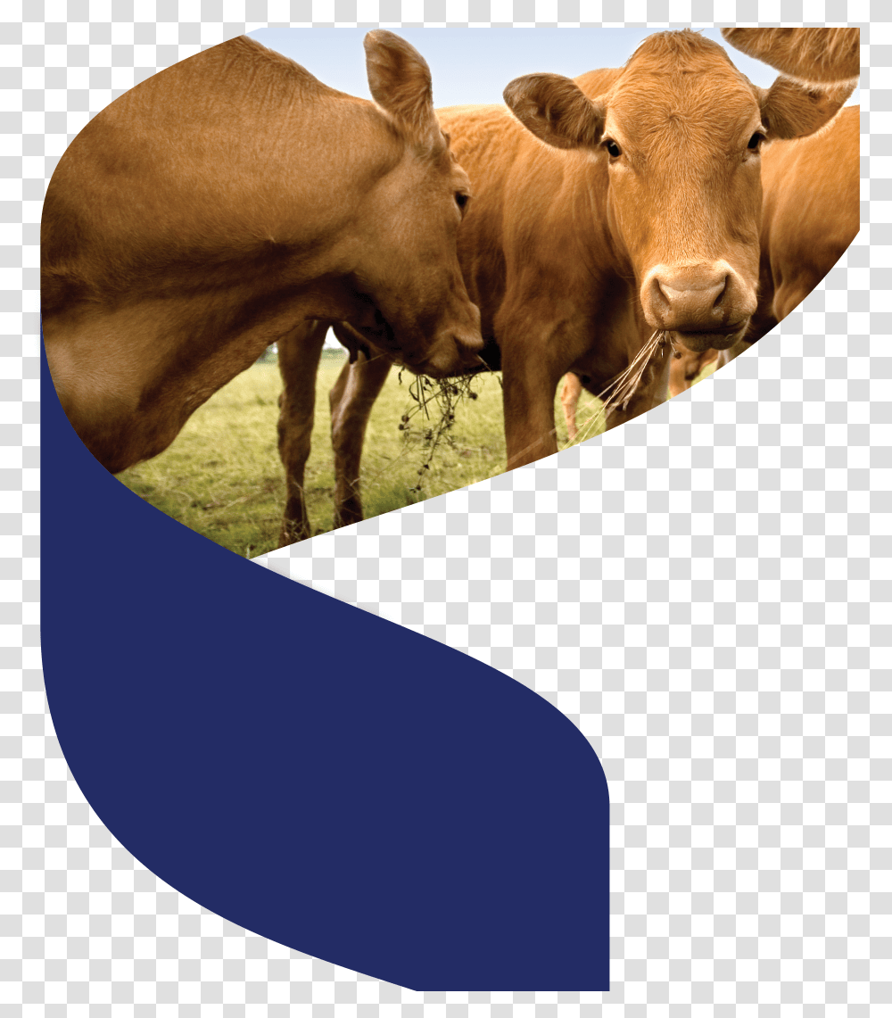 Brown Cows, Cattle, Mammal, Animal, Dairy Cow Transparent Png