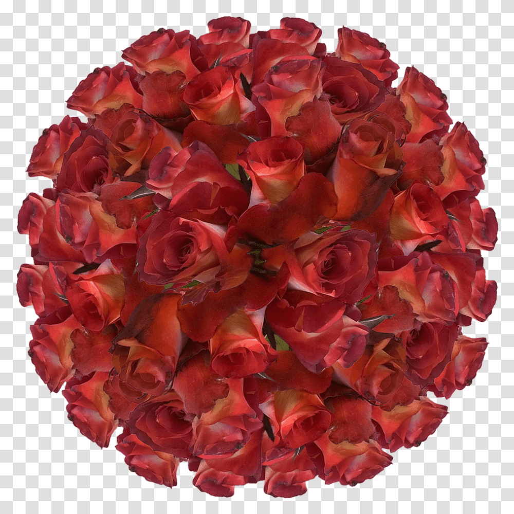 Brown Cream Leonidas Roses Best Online Deal On Cancer Cell Background, Flower, Plant, Blossom, Geranium Transparent Png