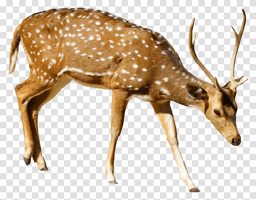 Brown Deer With White Spots Standing Image Deer Transparent Png