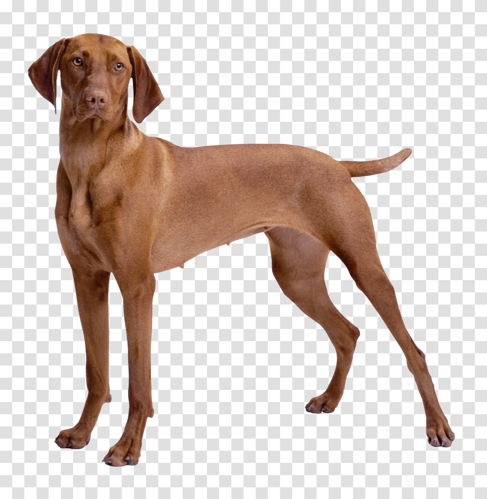 Brown Dog Clipart, Pet, Canine, Animal, Mammal Transparent Png