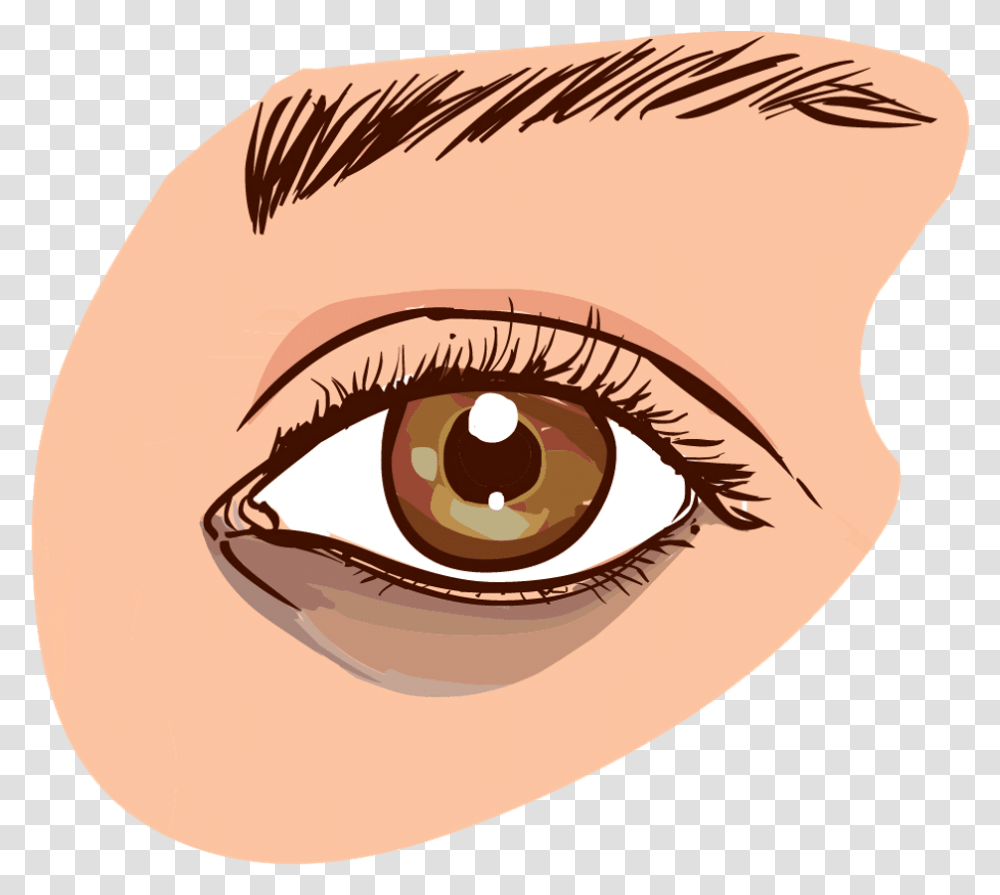 Brown Eyes Clipart Small Eye Causes Dark Circles Eye, Contact Lens, Skin, Bird, Animal Transparent Png