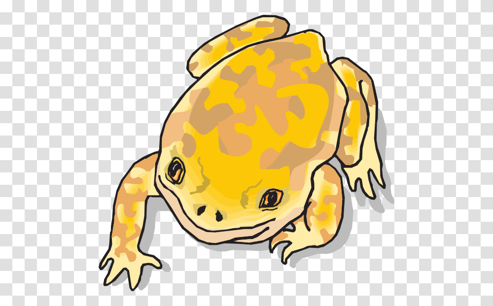 Brown Frog Clipart Clip Art Images, Animal, Amphibian, Wildlife, Toad Transparent Png