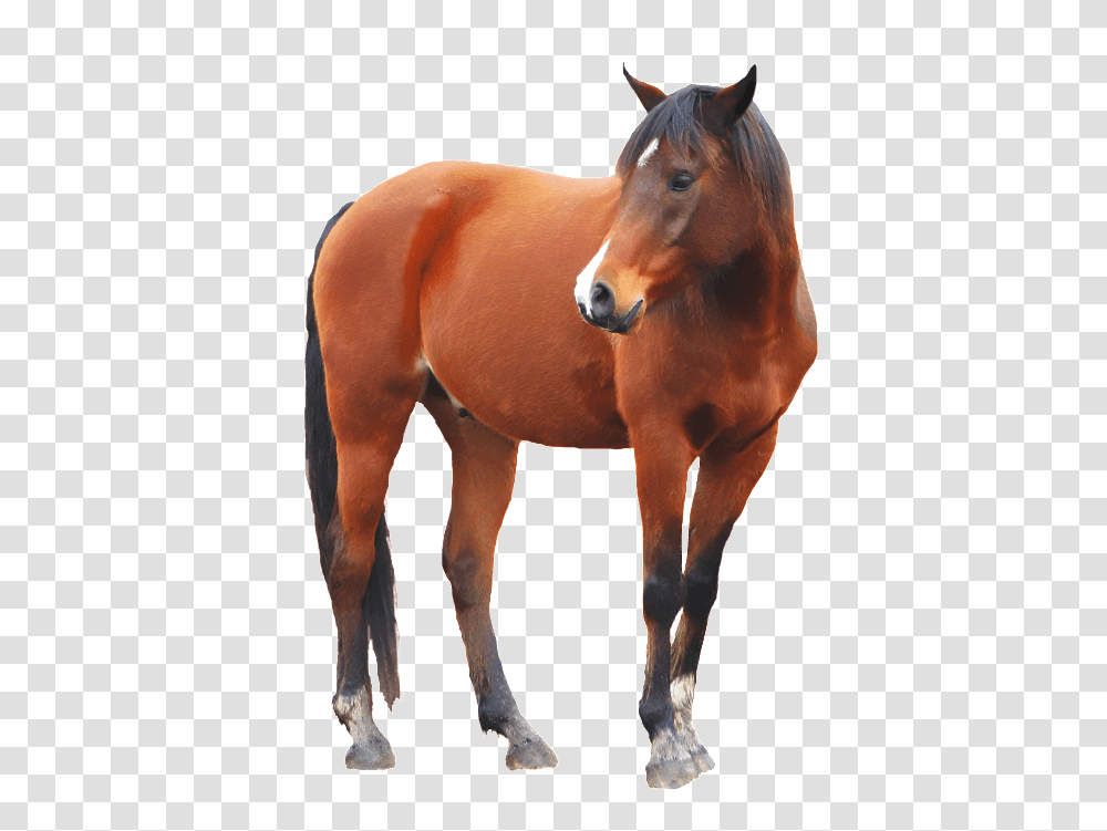 Brown Horse Image Horse Background, Mammal, Animal, Colt Horse, Stallion Transparent Png