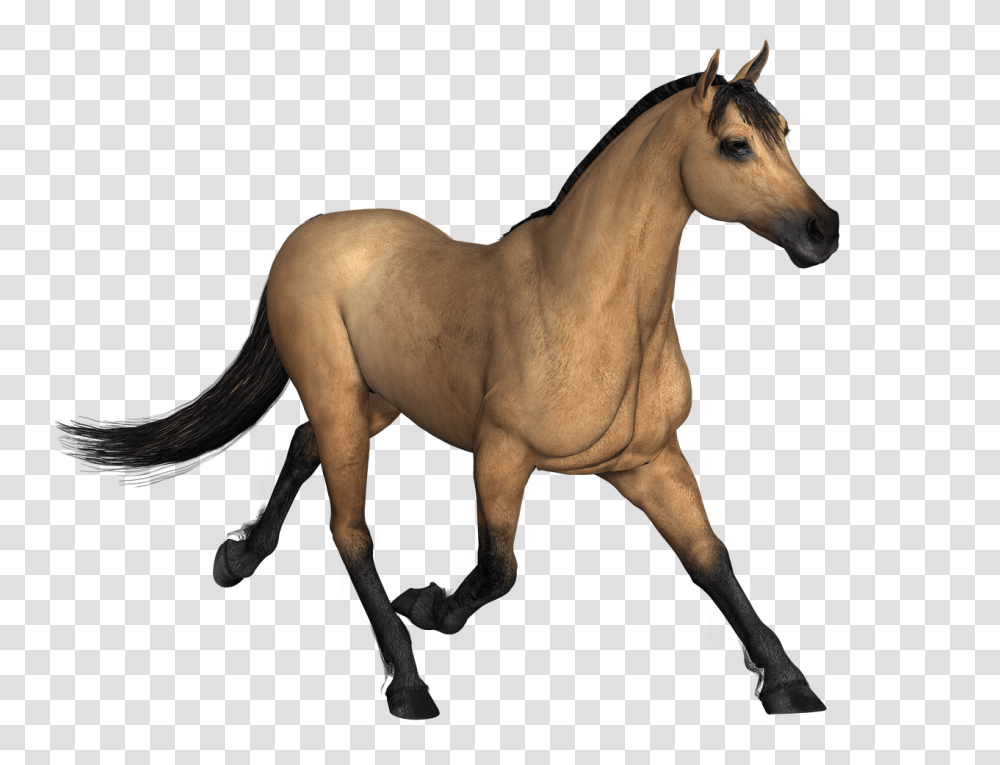 Brown Horse Running, Mammal, Animal, Colt Horse, Foal Transparent Png
