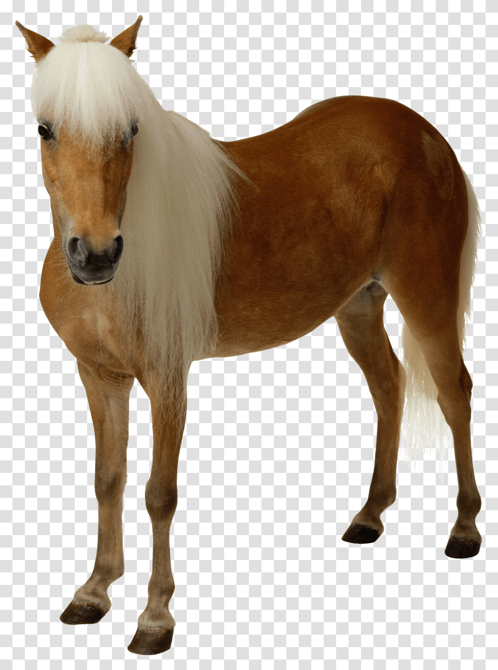 Brown Horse With Long Hair Image, Mammal, Animal, Colt Horse, Foal Transparent Png