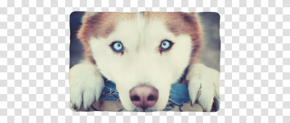 Brown Husky Wallpaper Hd, Dog, Pet, Canine, Animal Transparent Png