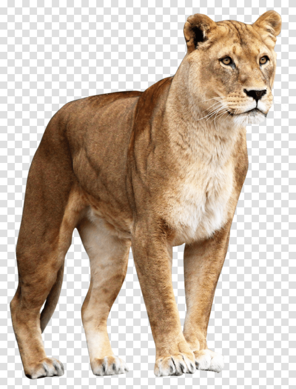 Brown Lioness Transparent Png