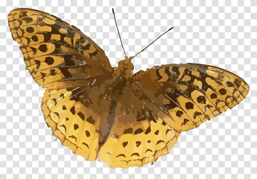 Brown Orange Butterfly, Moth, Insect, Invertebrate, Animal Transparent Png
