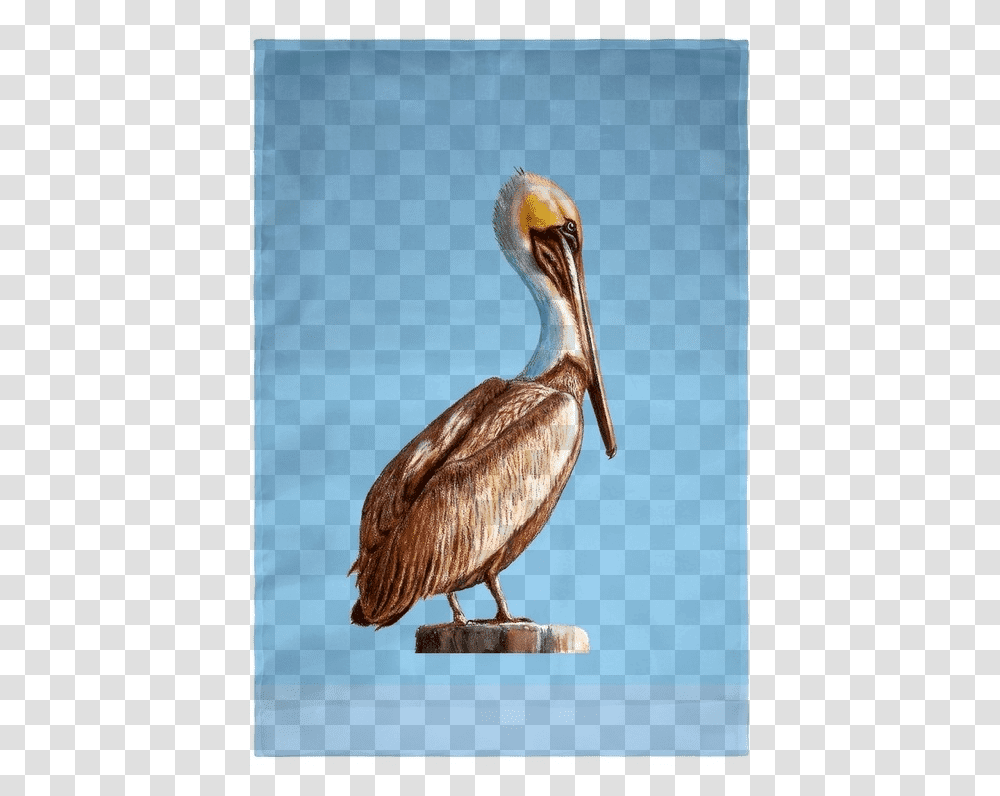 Brown Pelican, Bird, Animal, Beak, Stork Transparent Png