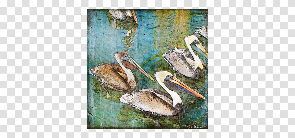 Brown Pelican, Bird, Animal, Beak Transparent Png